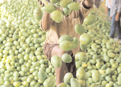 High Import Charges Hike Prices Of Indian Mangoes In US