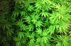 Marijuana: Frequently asked questions