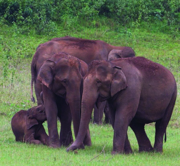 kerala national park