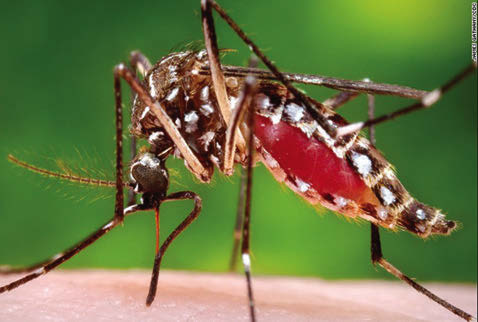 World's first dengue fever vaccine