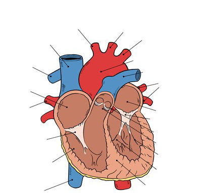human-heart-diagram-unlabeled-400