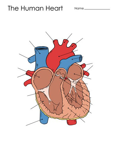 human-heart-diagram-unlabeled-400
