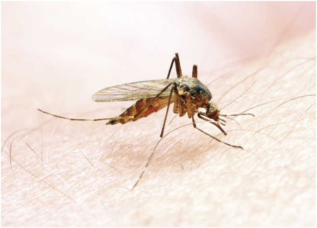 Researchers detect malaria resistant to key drug in Africa