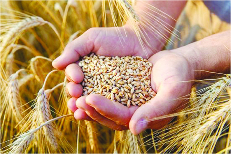 India bans wheat exports with immediate effect to control rising domestic prices