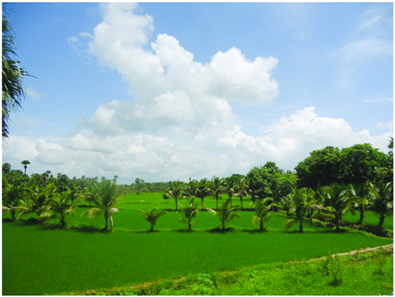 The lush green paddy fields at Karripode