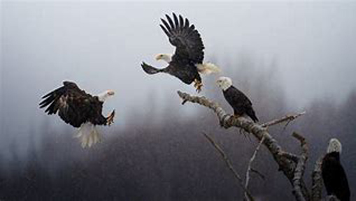 Indian-origin software engineer Karthik Subramaniam wins top National Geographic photography contest