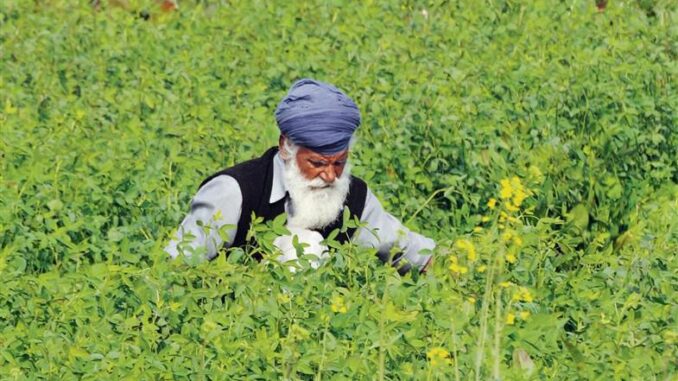 What farmers want is the freedom to sell their produce